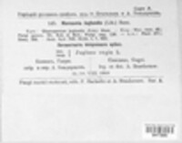 Ophiognomonia leptostyla image